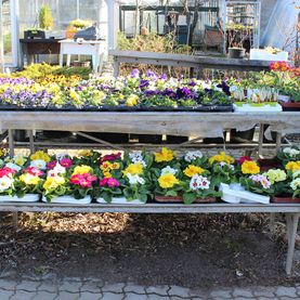 Gartenbau Schulz in Zehdenick OT Bergsdorf - Bildergalerie